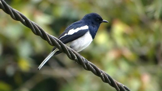 7K views · 973 reactions | Oriental Magpie-Robin, singing (Copsychus saularis) Southeast Asia. | BIRDS & Nature | Facebook