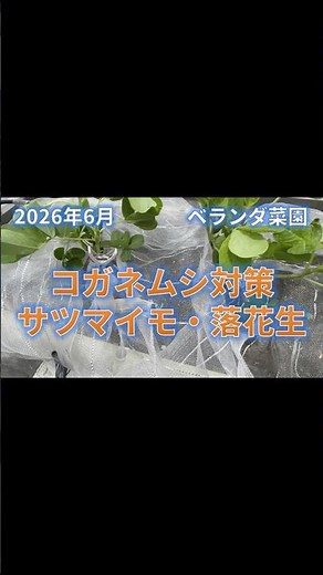 コガネムシ対策 ベランダ栽培2026【縦長ショート】