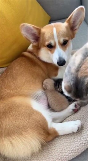 Look What this Cute Corgi is Doing! Trying New Tricks Fast #CorgiLove #DogTraining #PetFun