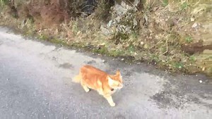 2.7K views · 33 reactions | Time to go home for our tea and a sleep. | Parsley | Facebook