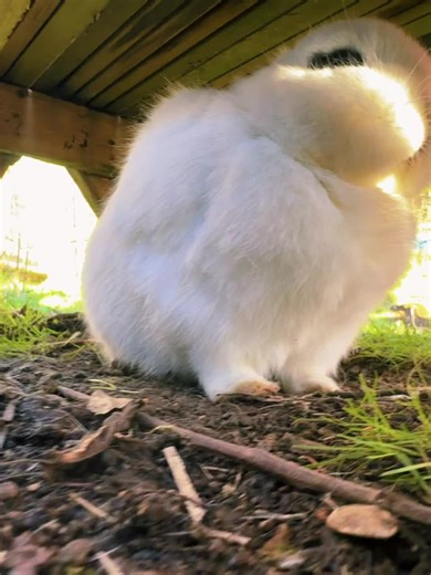 Thor el Rey del trueno ya comenzó su día 🐰🐰🥰#socute #rabbittiktok #rabbit #Mascotas