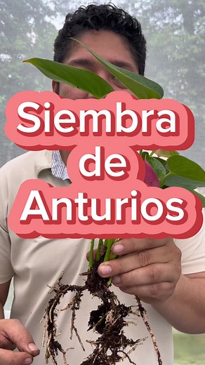 Siembra de Anturios: Consejos y Cuidados para una Siembra Exitosa