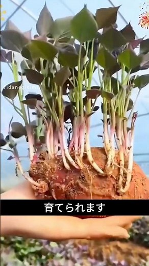 You'll regret not knowing this! This is how to get sweet potatoes to sprout in 10 days.