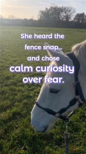 The Snapping Fence Moment — How Optimism Is Built in Real Life