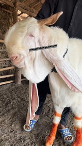 #mangalkhangoatfarm #followersreelsfypシ゚viralシfypシ゚viralシ #hilightseveryonefollowers #pourquality #chalinge #whatsapp__number____03402066807 | Mangal khan goat farm