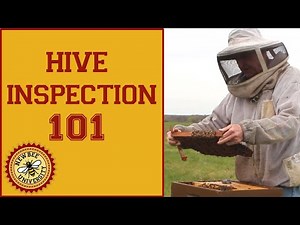 Hive Inspection: Learn How to Perform a Spring Hive Inspection