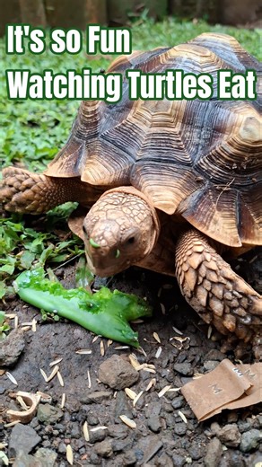 It's so fun watching turtles eat #ytshorts #asmr #tortoise