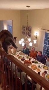 24M views · 78K reactions | Cat's Dinner Table Surprise! Watch as a curious cat turns a family dinner into chaos! #fblifestyle #AI Generated using Kling AI . . . (For entertainment purposes only. Consult professionals if guidance on activities is presented. No brand affiliation is implied if any are shown. If inspired by true events, creative adaptations may be included. Content may include public footage.) | Fabiosa Life | Facebook