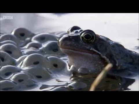 Common Frogs on Springwatch (2016)