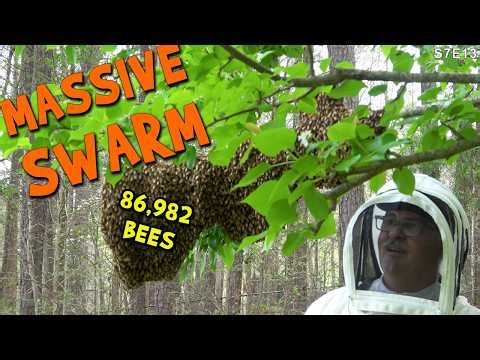 Catching an Unexpected MASSIVE swarm in a pear tree.