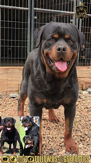 REAL Rottweiler Stud #Quality