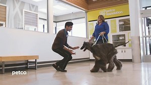 18K views | People trust Grooming by Petco to take loving care of their dogs. Our Petco Certified Stylists employ rigorous safety standards and utilize state of the art facilities. | Petco | Facebook