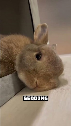 🐰 How to Keep Your Rabbit Calm and Stress-Free | Rabbit Care Tips Part 1