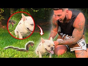 OUR DOG GOT ATTACKED BY A SNAKE 😨