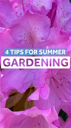 Are invasive plants lurking in your garden? Are you watering your plants well enough? Jess Zander answers those questions and more in her top 4 tips for summer gardening! What are your favorite gardening tips? * * * #garden #gardening #gardeningtips #jesszander #youcandoitgardening #boston #newengland #summergarden #summertips #tips #DIY #DIYgarden | Chronicle on WCVB Channel 5