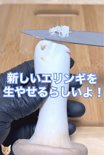 エリンギの再生栽培を楽しもう！