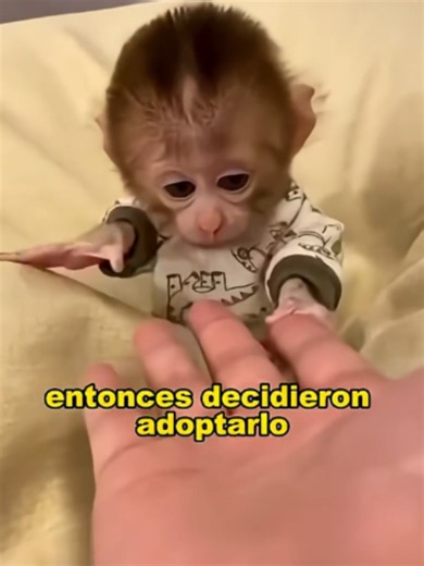 #viraltiktok #wildliferescuer #monkey #animalcarestories #tiktok #wildli