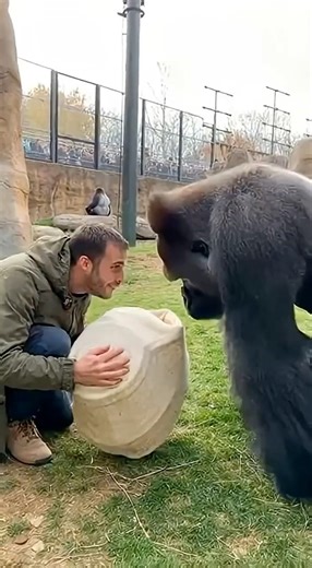 Gorilla Was Brave Until THIS Appeared