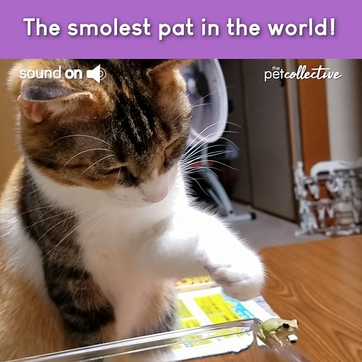 We CANNOT get over how cute this lil frog is!!! 😻💕🐸 | The Pet Collective