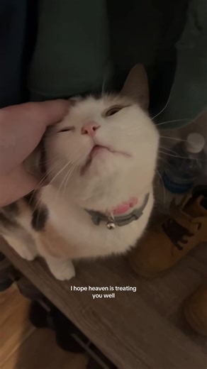my angel kitty