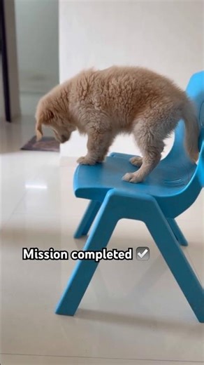 Mission completed ☑️ 🐾 #RoxyTheDog #DogVlog #PuppyLove #CuteDogs #DogLife #petvlog