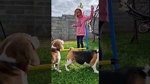 A clever beagle training tip to help sharpen daily dog skils