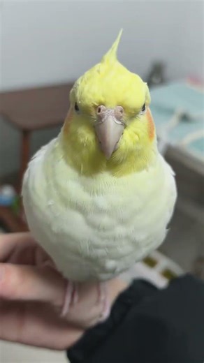 Peekaboo Tutorial (Pineapple Bun Version) #Parrot #CockatielCockatiel whistling