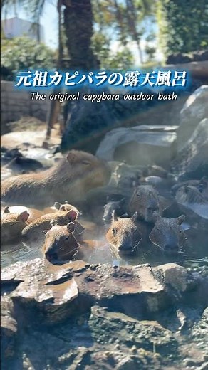 【ASMR】元祖カピバラの露天風呂は4月6日まで！ #capybara #カピバラ #伊豆シャボテン動物公園