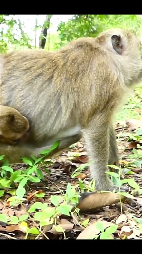 Monkey species: The mother monkey bit her baby monkey because it dared to come near her teats.