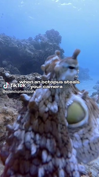 Exploring Underwater Life: An Octopus Encounter in Hawaii