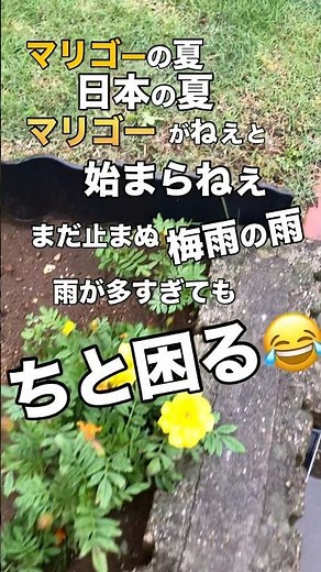 【マリーゴールド】マリーゴールドも咲いたし、ここで何する？ #マリーゴールド #花壇栽培 #ガーデニング