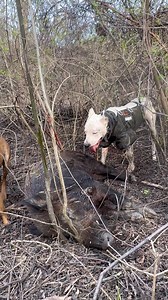 Tired but tails are wagging. No tellin how much corn and beans this one would’ve eaten this spring. Dogobreeders.com Romans 10:9 | Dogo Breeders - Circle S Kennels