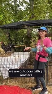 1.8K views · 29 reactions | Our four roosters are looking for loving homes!  If you live outside the city limits, have hens, or space for a rooster to roam solo, come on down to Greenhill to meet these beautiful birdies! Each rooster’s $10 adoption fee includes a certificate for a FREE vet exam. Adoption hours are 11am-4pm every day. Learn more at green-hill.org. #ShelterSpotlight #GreenhillHumaneSociety | Greenhill Humane Society | Facebook