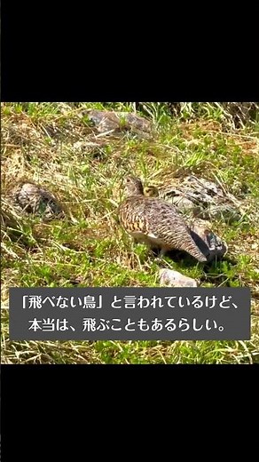 【標高2500m・立山で出会った「特別天然記念物」神の鳥、雷鳥親子】#Shorts