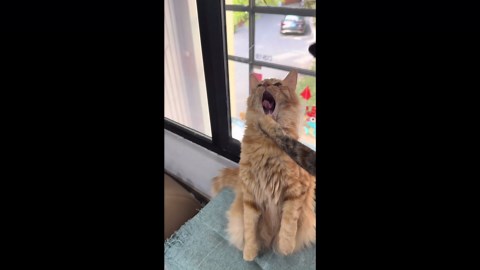 Domestic long-haired cat reacts to unexpected grab in Shanghai, China