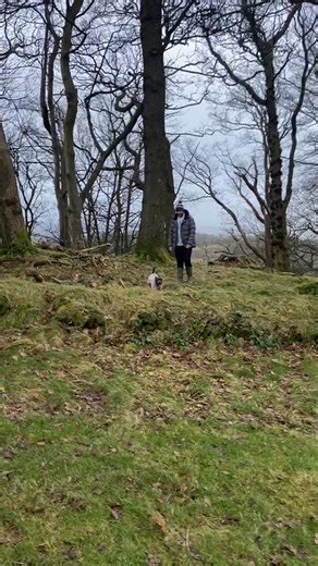 1.3K views · 48 reactions | Flying miley 栗懶 #dog #doglover #petlover #fyp #staffy | Miley Staffy | Facebook