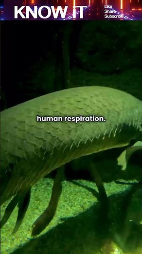 Why can’t we Breathe Underwater?