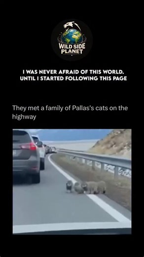 WildSide_Planet on Instagram: "The Pallas’s cat, also called the manul, is a small wild cat that lives in the cold, rocky grasslands of Central Asia. It has thick, fluffy fur, a flat face, and round ears that help it stay warm and blend into its environment. Unlike many other cats, the Pallas’s cat is not a fast runner, so it relies on camouflage and patience to hunt small animals like rodents. This cat is mostly solitary and active during dawn and dusk, avoiding open areas where it can be easil