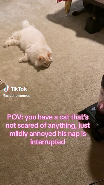 #mushumemes #mushu #memes #petsoftiktok #annoyed #scared
