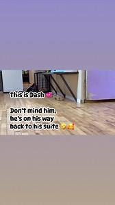 Last night’s episode. Dash the weeny is something 🤣🥰 | Tiny Paws Resort