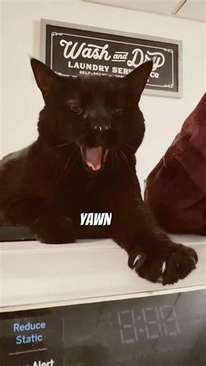 My Cat has big fangs!