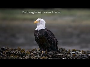 Bald eagles in Juneau Alaska