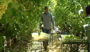 Arvin High School football players work double duty on and off the field