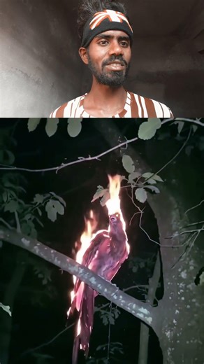 firebird 🐦‍🔥#viral shot 🔥 real Bird 🐦