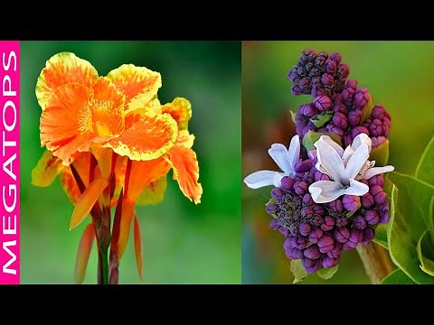 9 Ideal Plants for Subtropical Climates