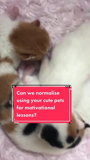 I love my cats! And I love the time they spend with me! 😍 #cats #family #love #mindset #cute #kittens #furfamily #furmum #positive #schoolholidays