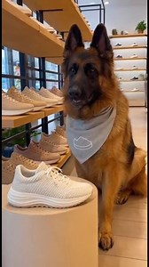 1.1K views · 13 reactions | German Shepherd Shoe Store Assistant | German shepherds | Facebook