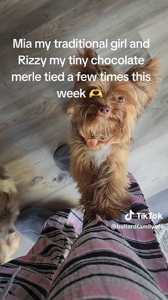 Possible Christmas litter ❤️ 🎄 Mia is 6lbs traditional yorkie with chocolate and parti gene AKC registered, Rizzy is a tiny 4lb chocolate merle CKC registered #yorkiesoftiktok #chocolatemerle we will see 👀