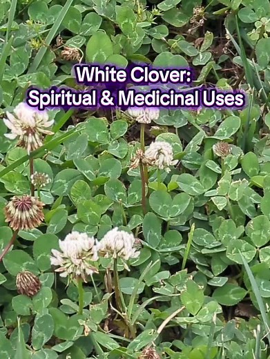 White Clover: Spiritual & Medicinal Uses
