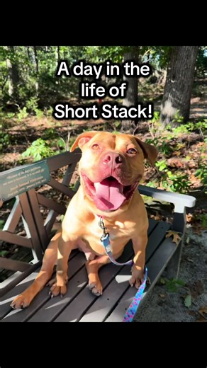 ✨Posting Short Stack until he gets adopted!✨ 🐶 Even though Short Stack’s days at @Animal Welfare Association are made as fun as possible by their incredible behavior team, Short Stack would love nothing more than to enjoy his days snoozing, snuggling, and playing with his furever family. A huge shout out to the behavior department for all of the work they put into all of the animals at AWA. Their creativity and dedication to helping animals find some peace in the chaos of a shelter environment 